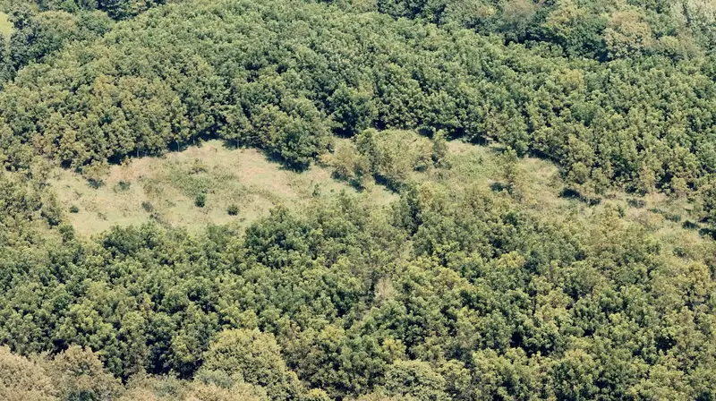 77± Acres · Mercer County Walnut Timber Investment