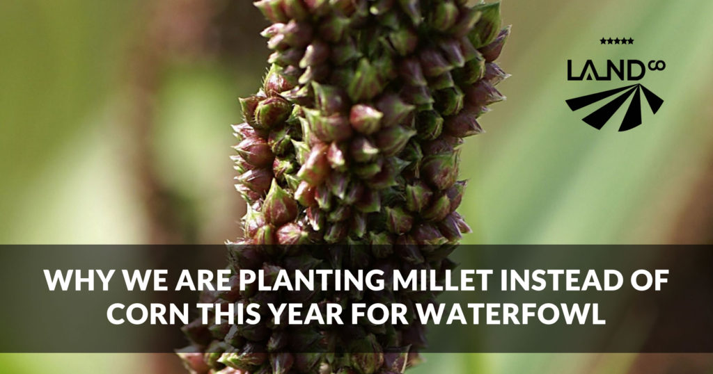Easy Steps to Plant Millet for Ducks 2024 AtOnce