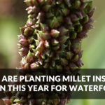 Featured Image Why We are Planting Millet Instead of Corn This Year