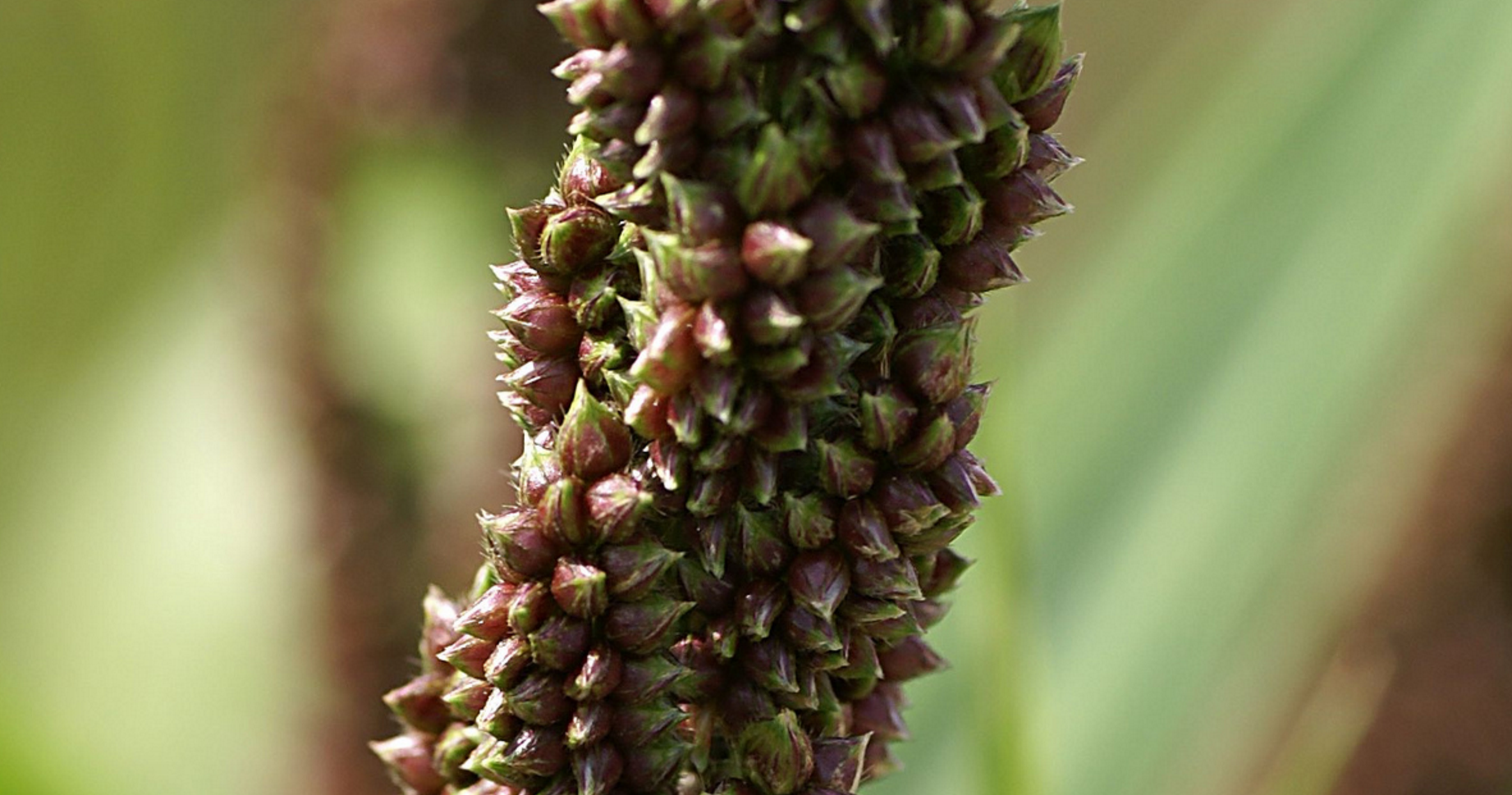 millet seed