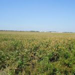 john-oreilly2014-09-19_12-49-00illinois-land-for-sale-fulton-county-hunting-farm-land-921×517