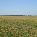 john-oreilly2014-09-19_12-50-49illinois-land-for-sale-fulton-county-hunting-farm-land-921×517