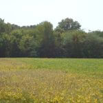 john-oreilly2014-09-19_13-07-38illinois-land-for-sale-fulton-county-hunting-farm-land-921×517