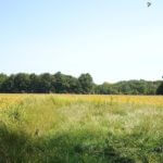 john-oreilly2014-09-19_13-10-43illinois-land-for-sale-fulton-county-hunting-farm-land-921×517