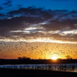 Double Cluck Sunset Waterfowl