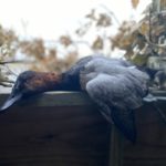IMG_1925
