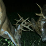 nc-big-deer-20_6909473919_o